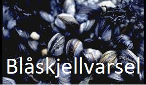 Blaskjell